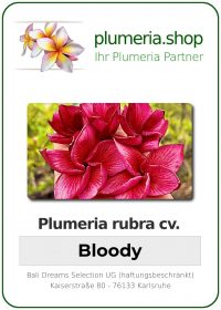 Plumeria rubra - "Bloody"