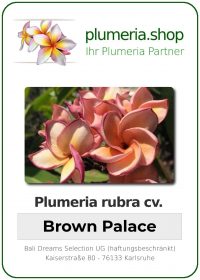 Plumeria rubra - "Brown Palace"