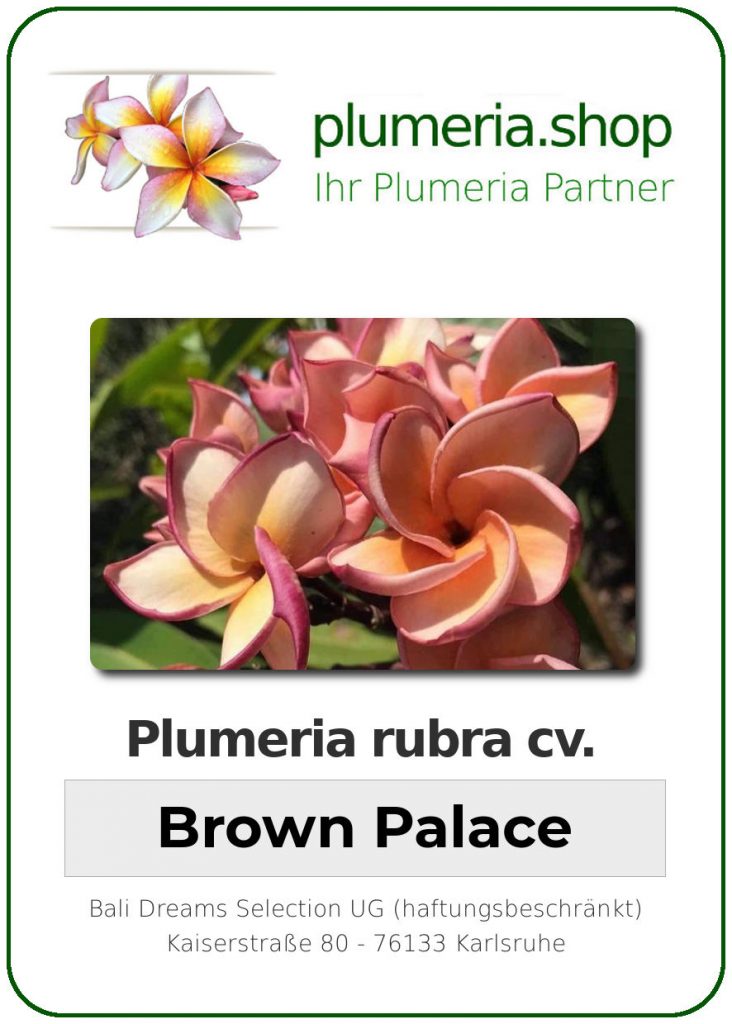 Plumeria rubra "Brown Palace"