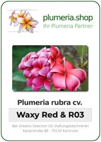 Plumeria rubra Bundle - Waxy Red und R03