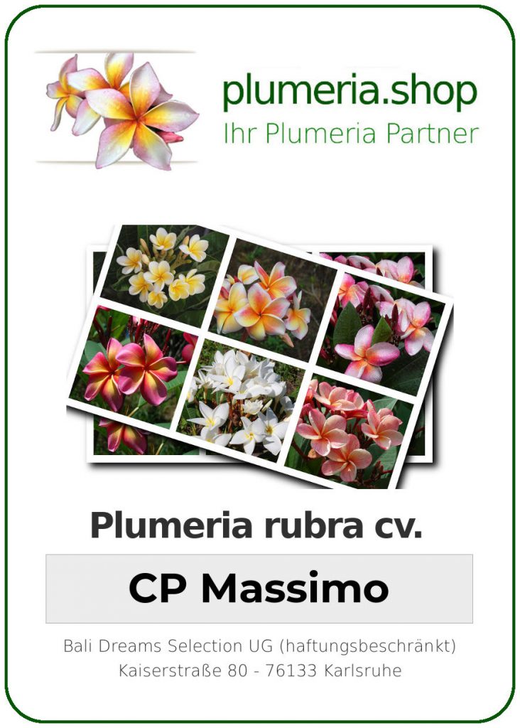 Plumeria rubra "CP Massimo"