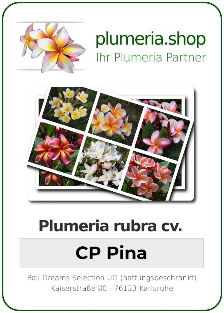 Plumeria rubra "CP Pina"