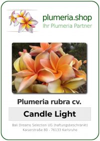Plumeria rubra - "Candle Light"