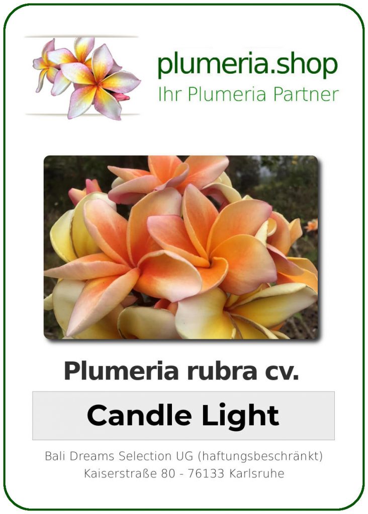 Plumeria rubra "Candle Light"