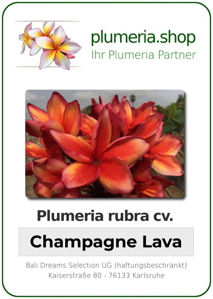 Plumeria rubra "Champagne Lava"