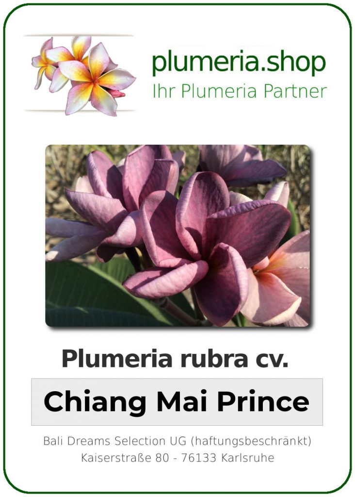 Plumeria rubra "Chiang Mai Prince"