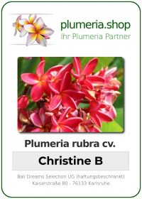 Plumeria rubra - "Christine B"