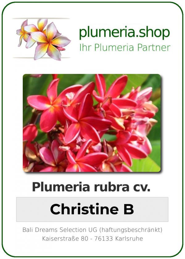 Plumeria rubra - "Christine B"