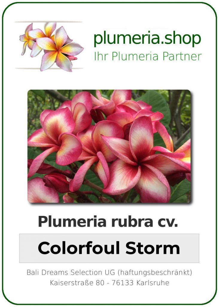 Plumeria rubra "Colorful Storm"