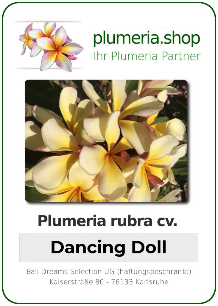 Plumeria rubra "Dancing Doll"