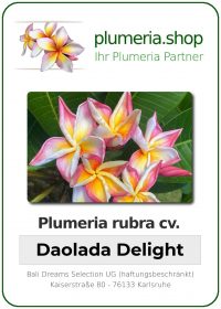 Plumeria rubra - &quot;Daolada Delight&quot;