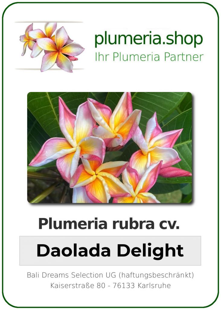 Plumeria rubra "Daolada Delight"