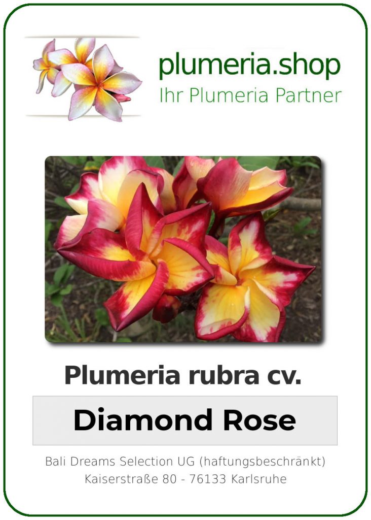 Plumeria rubra "Diamond Rose"
