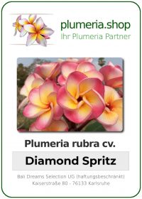 Plumeria rubra - "Diamond Spritz"