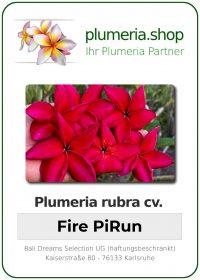 Plumeria rubra - &quot;Fire PiRun&quot;