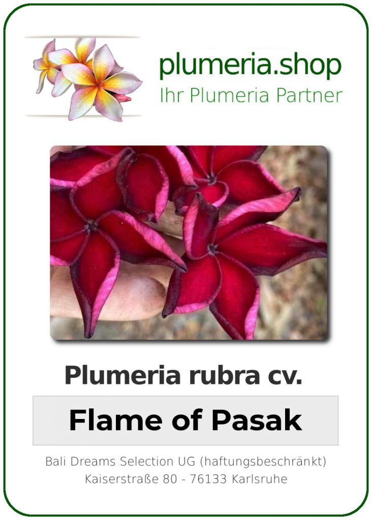 Plumeria rubra "Flame of Pasak"