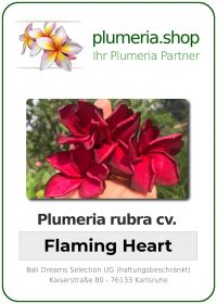 Plumeria rubra - &quot;Flaming Heart&quot;