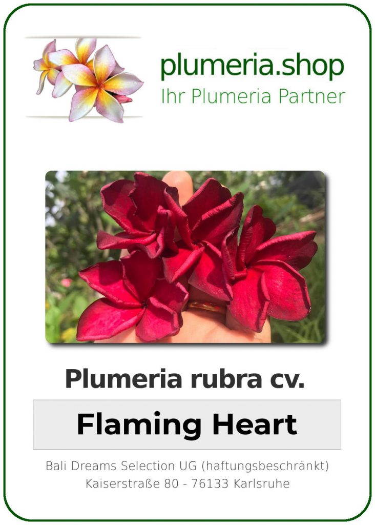 Plumeria rubra "Flaming Heart"