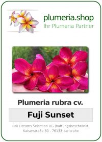 Plumeria rubra - "Fuji Sunset"