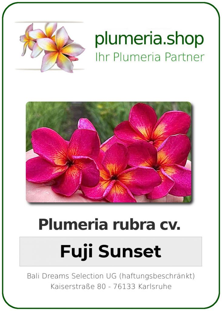 Plumeria rubra "Fuji Sunset"