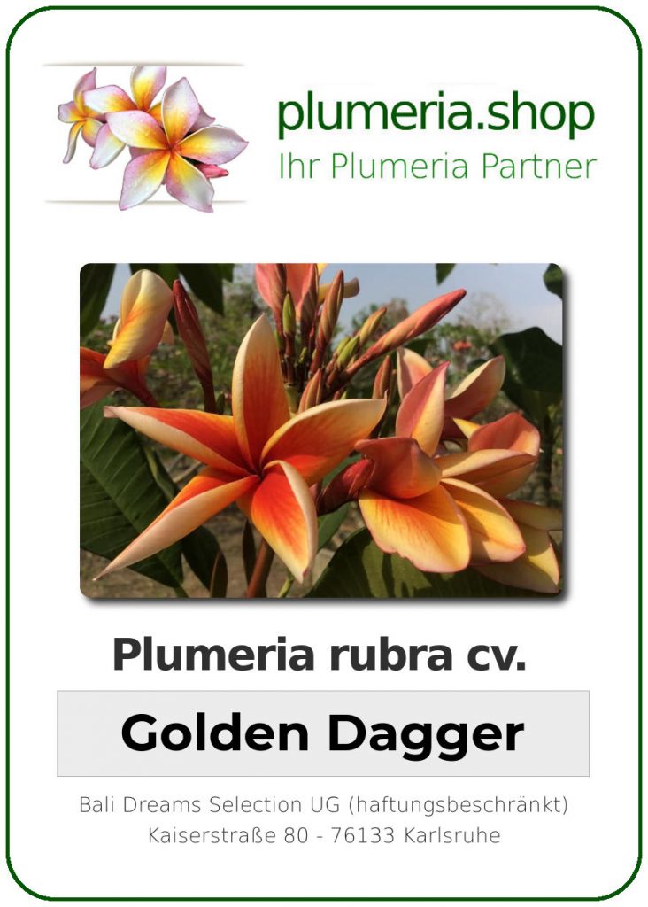 Plumeria rubra "Golden Dagger"
