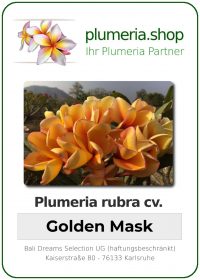 Plumeria rubra - &quot;Golden Mask&quot;