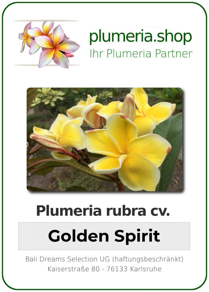 Plumeria rubra "Golden Spirit"