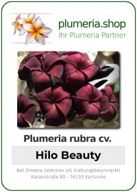 Plumeria rubra - "Hilo Beauty"