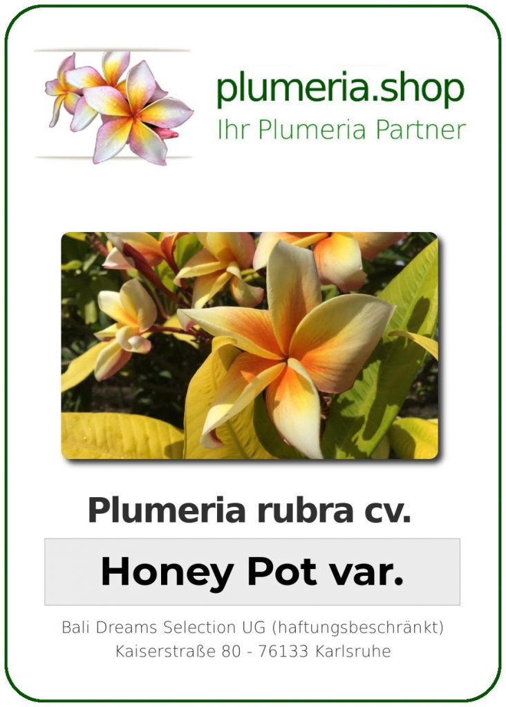 Plumeria rubra "Honey Pot var."