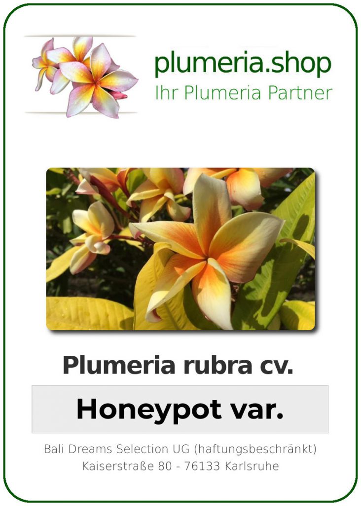 Plumeria rubra "Honeypot var."