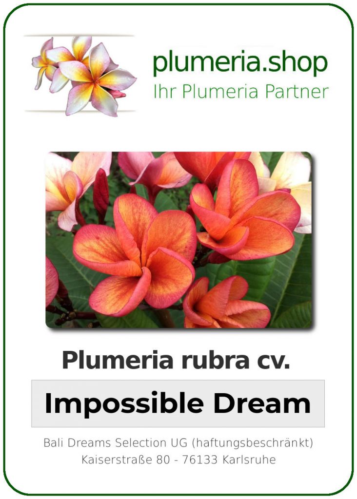 Plumeria rubra "Impossible Dream"
