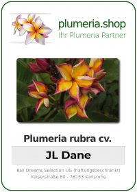 Plumeria rubra - "JL Dane"
