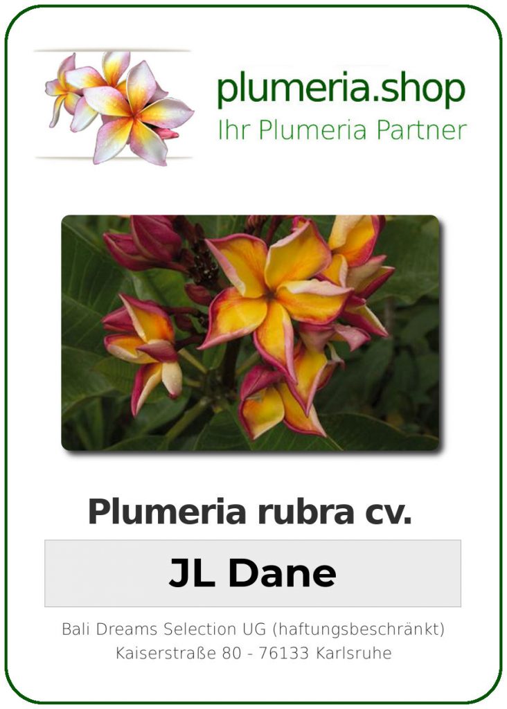Plumeria rubra "JL Dane"