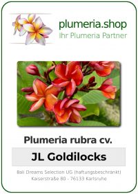Plumeria rubra - &quot;JL Goldilocks&quot;