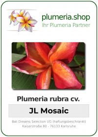 Plumeria rubra - "JL Mosaic"