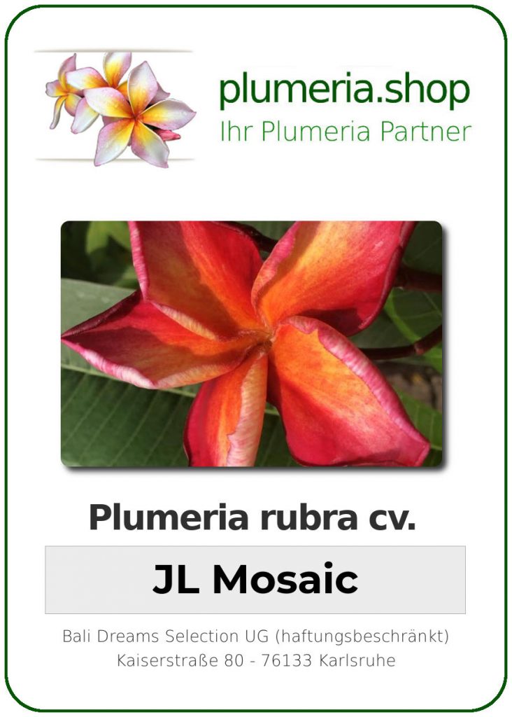 Plumeria rubra "JL Mosaic"