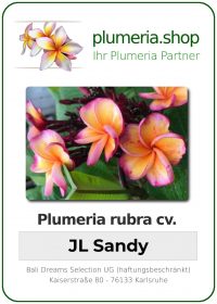 Plumeria rubra "JL Sandy"