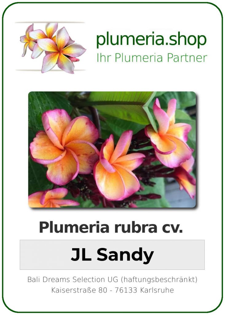 Plumeria rubra "JL Sandy"