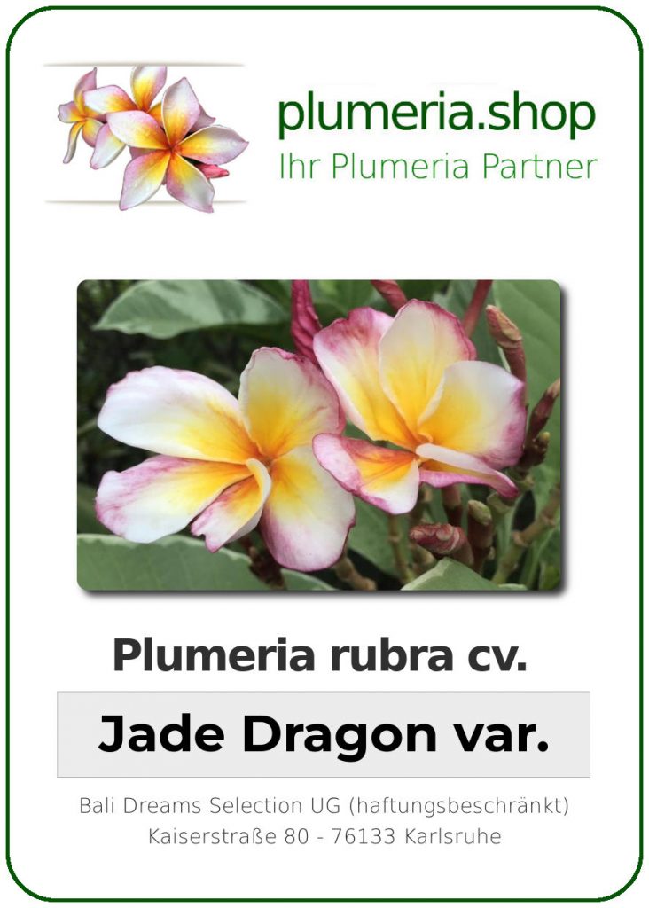 Plumeria rubra "Jade Dragon var."
