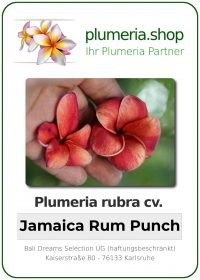 Plumeria rubra - "Jamaica Rum Punch"