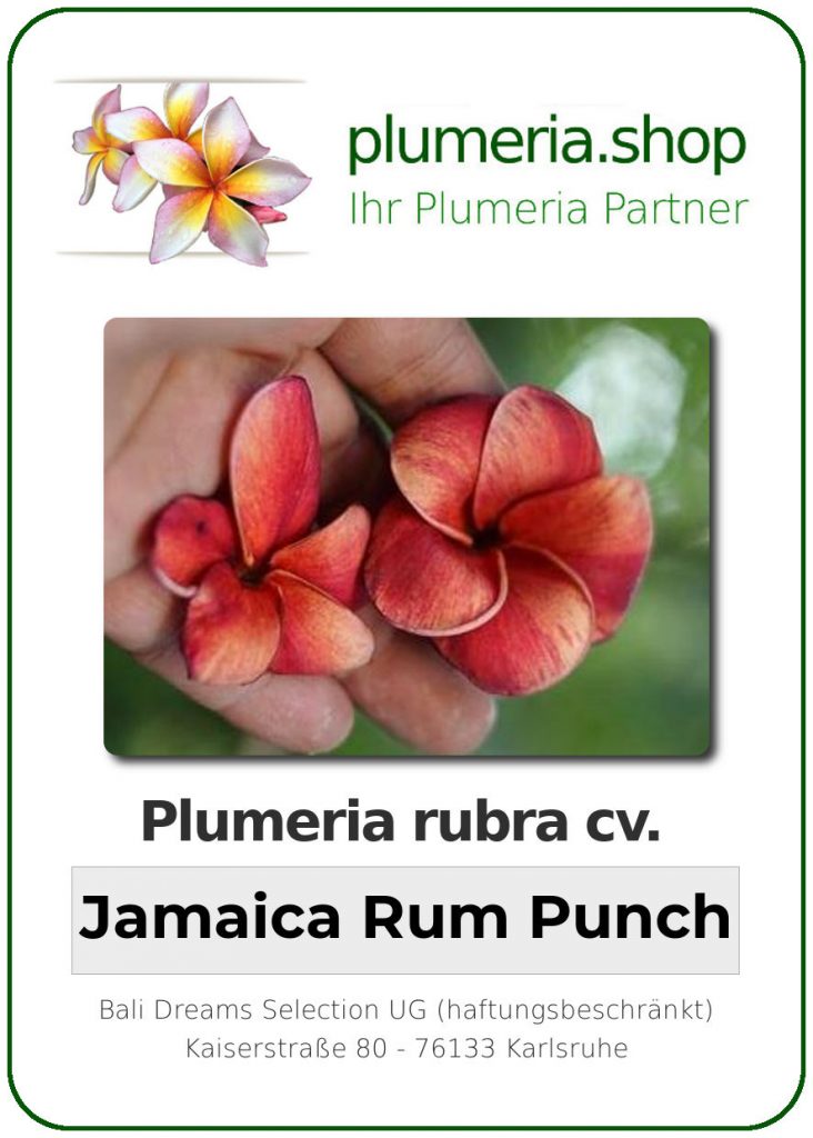 Plumeria rubra "Jamaica Rum Punch"