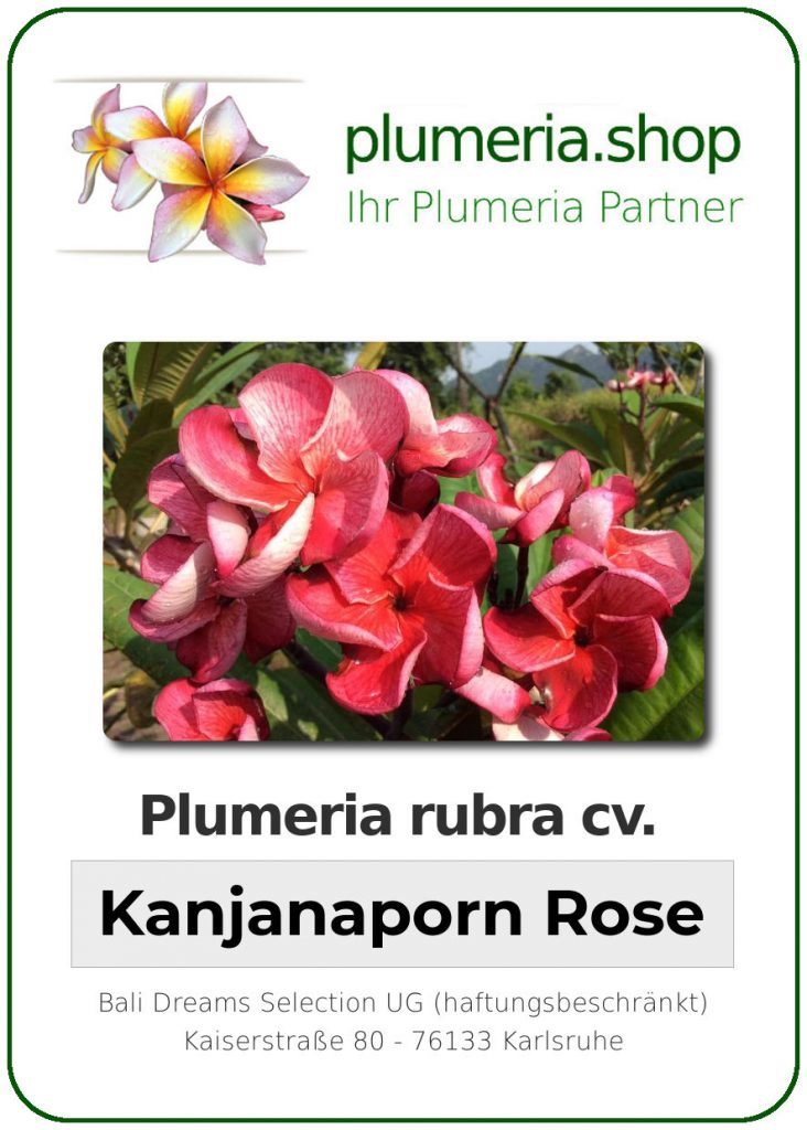 Plumeria rubra "Kanjanaporn Rose"