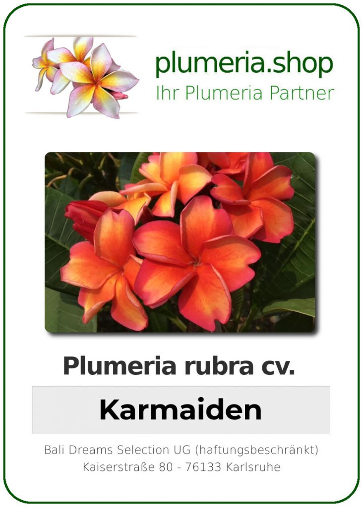 Plumeria rubra "Karmaiden"