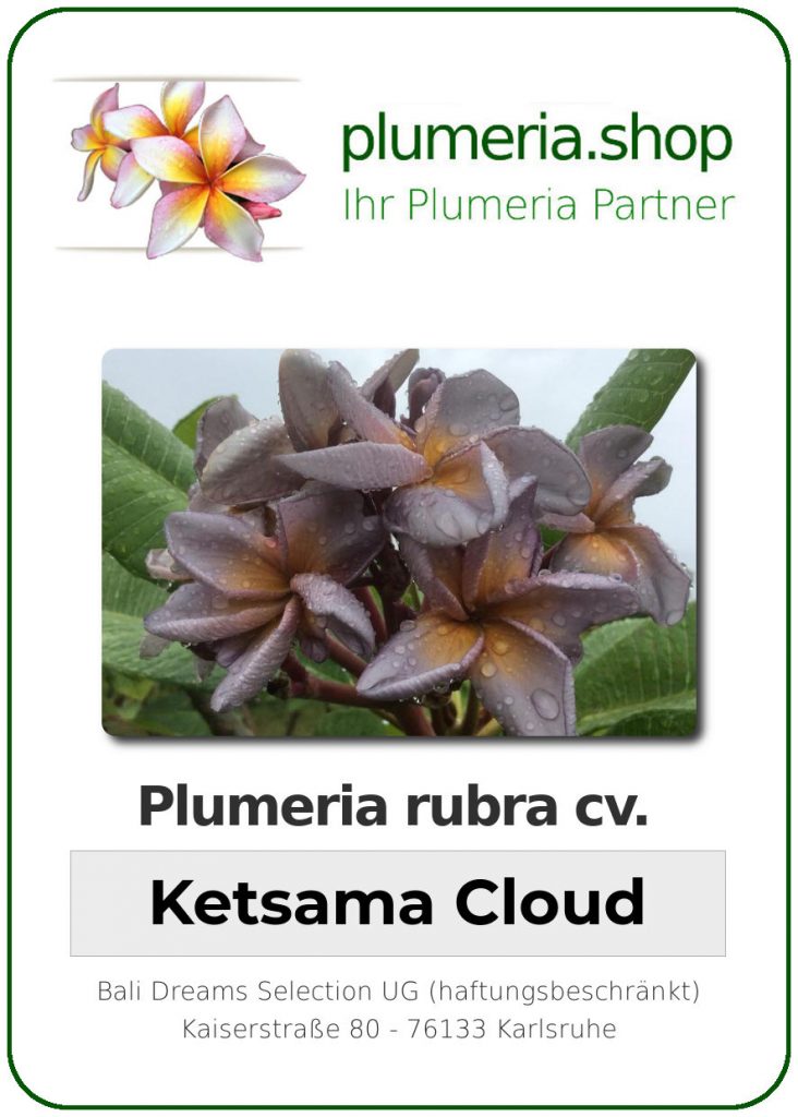 Plumeria rubra "Ketsama Cloud"