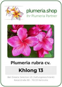 Plumeria rubra - &quot;Khlong 13&quot;
