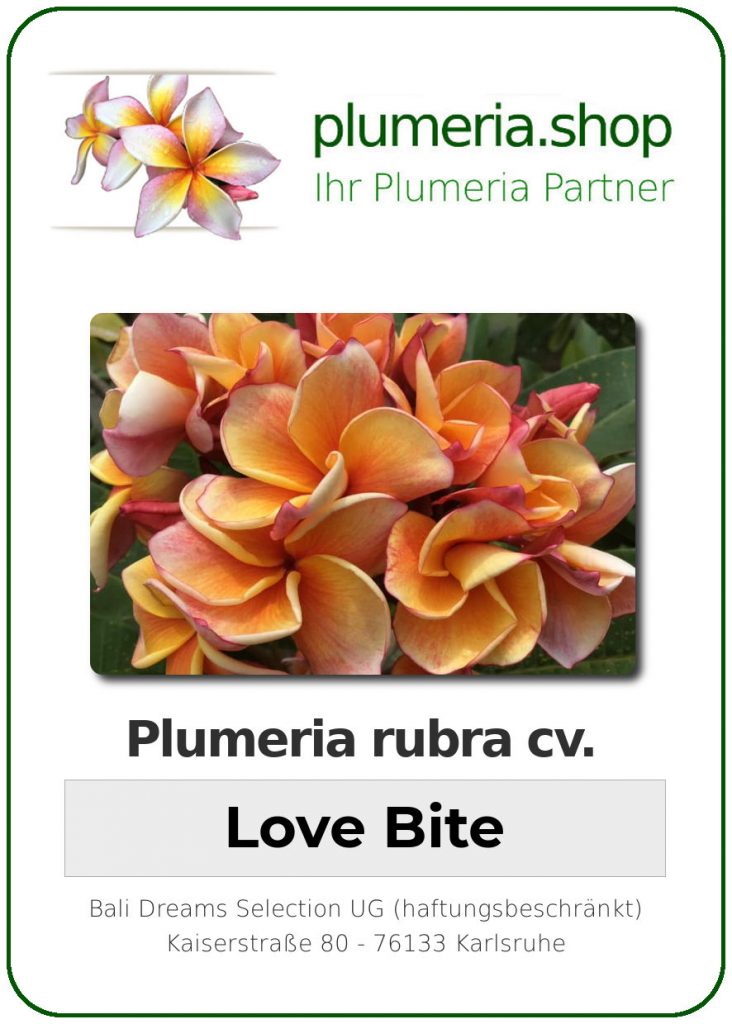 Plumeria rubra "Love Bite"