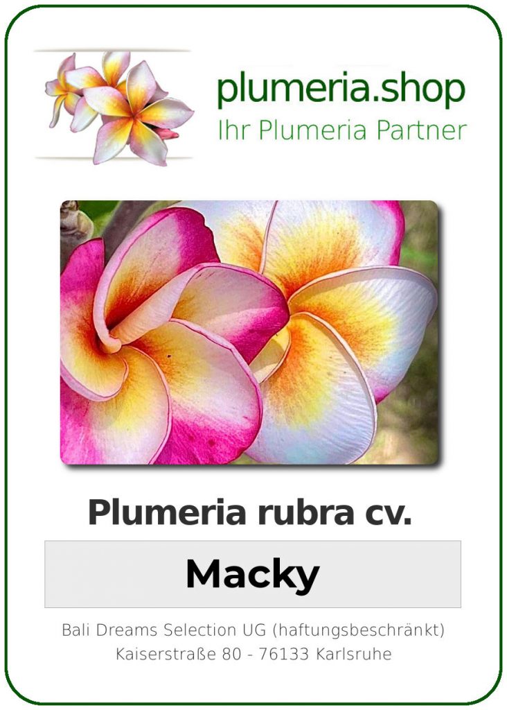 Plumeria rubra "Macky"