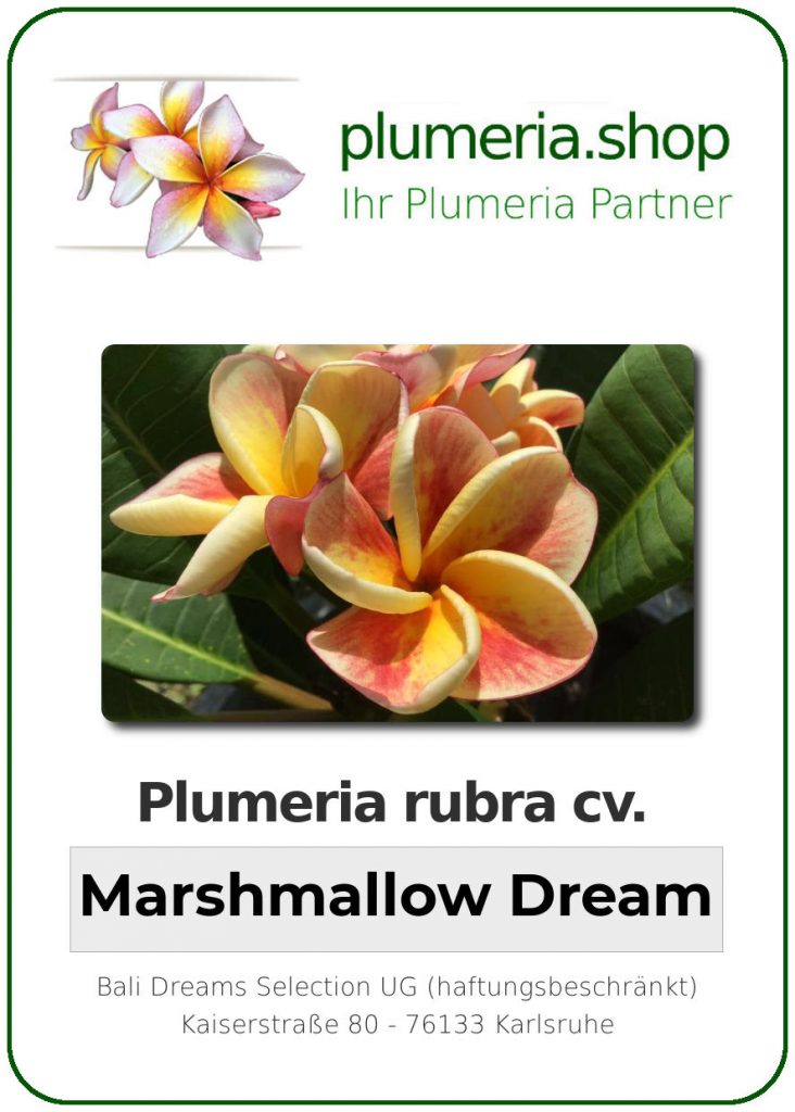 Plumeria rubra "Marshmallow Dream"