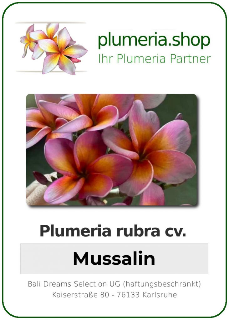Plumeria rubra "Mussalin"