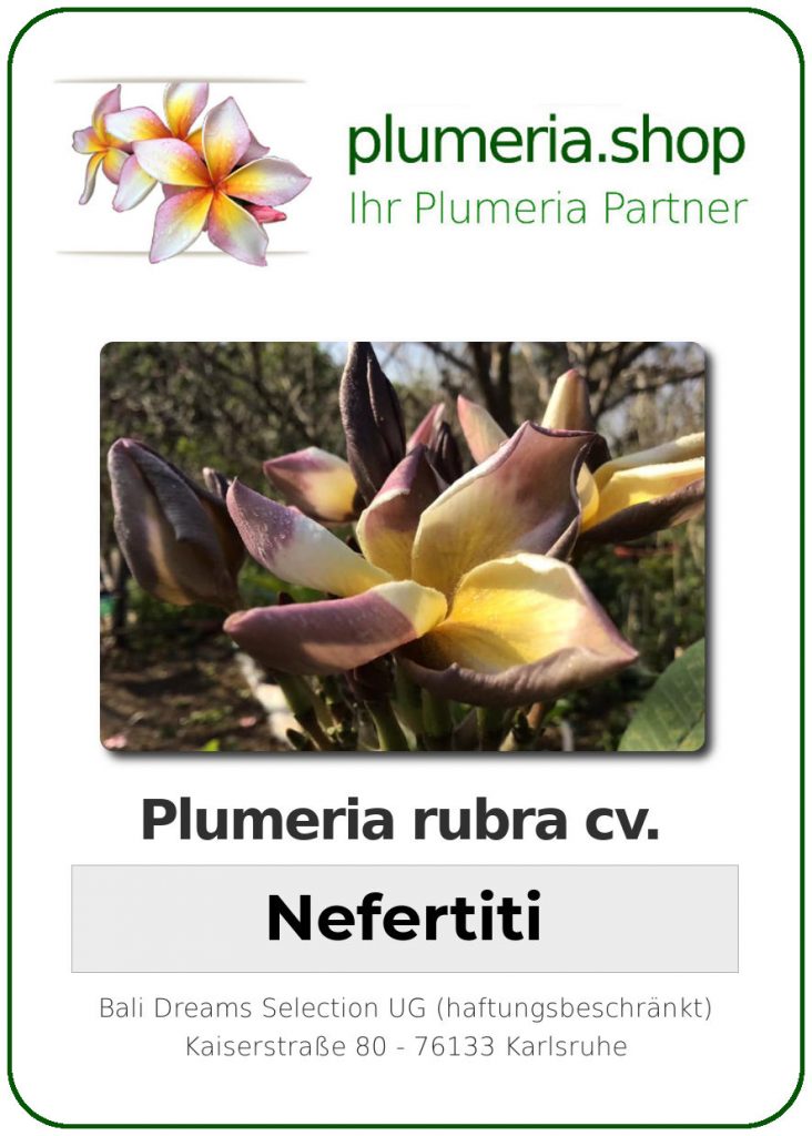 Plumeria rubra "Nefertiti"
